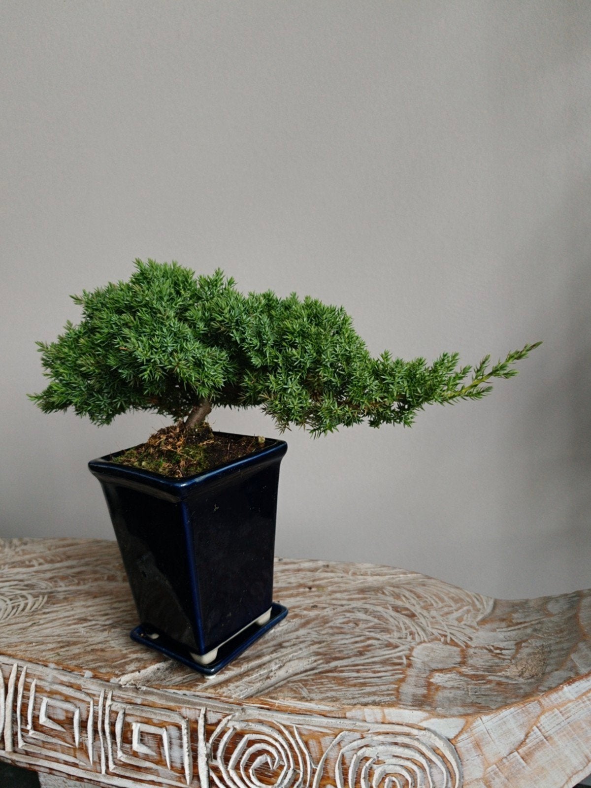 Juniperus bonsai, Bloeit niet, Halfschaduw, Minder dan 100 cm, Overige soorten