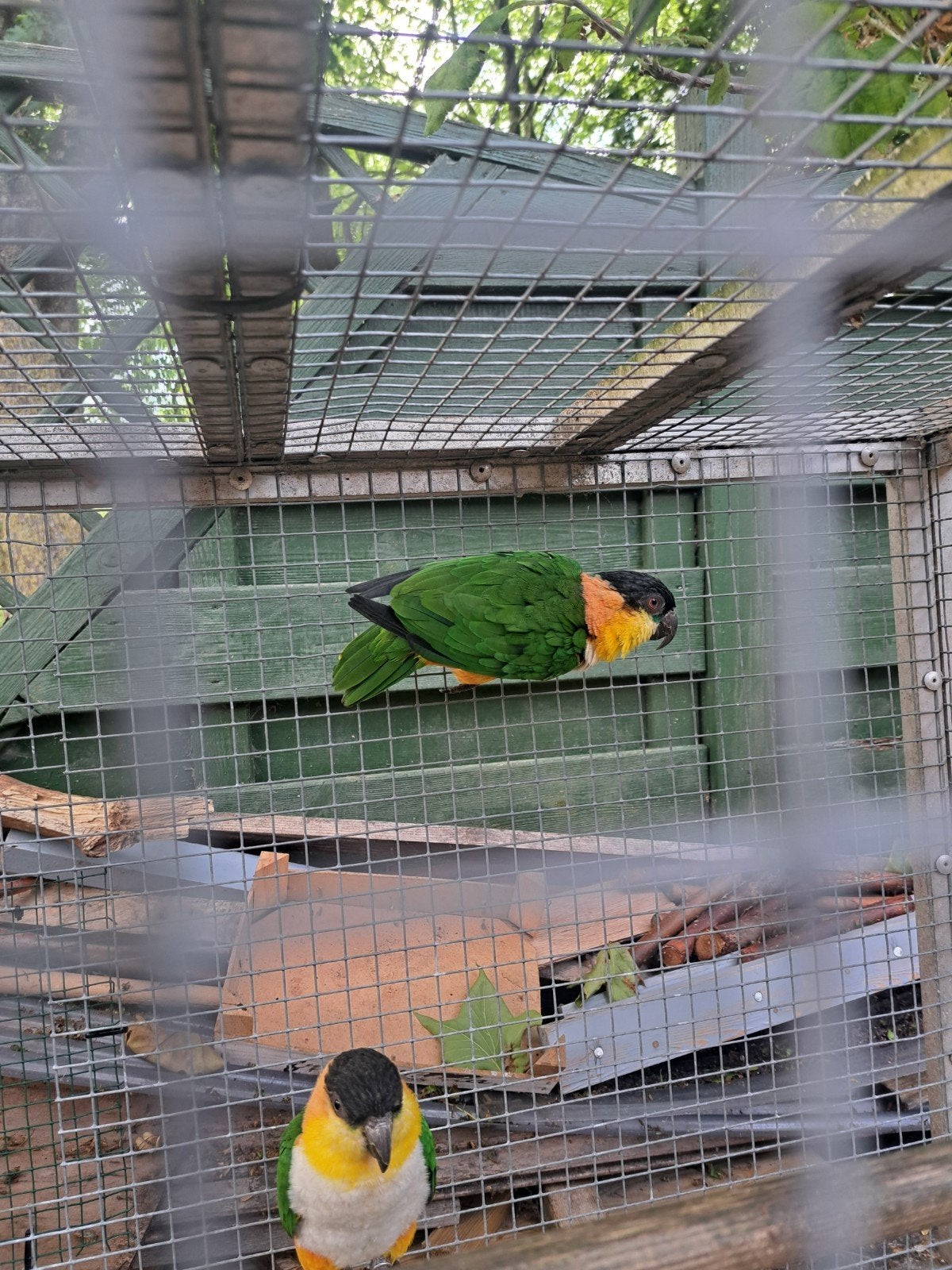 Zwartkop caique, Dieren en Toebehoren, Meerdere dieren, Papegaai