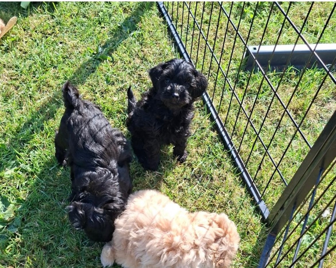 Vrolijke en superlieve maltipoo x toypoedel, Poedel, Parvo, 8 tot 15 weken, Meerdere