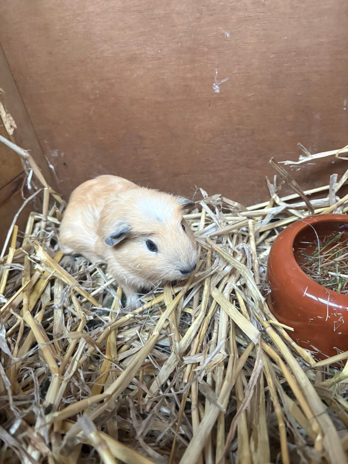 Lieve gezonde Cavia’s, Dieren en Toebehoren, Cavia, Juni, Meerdere dieren, Tam