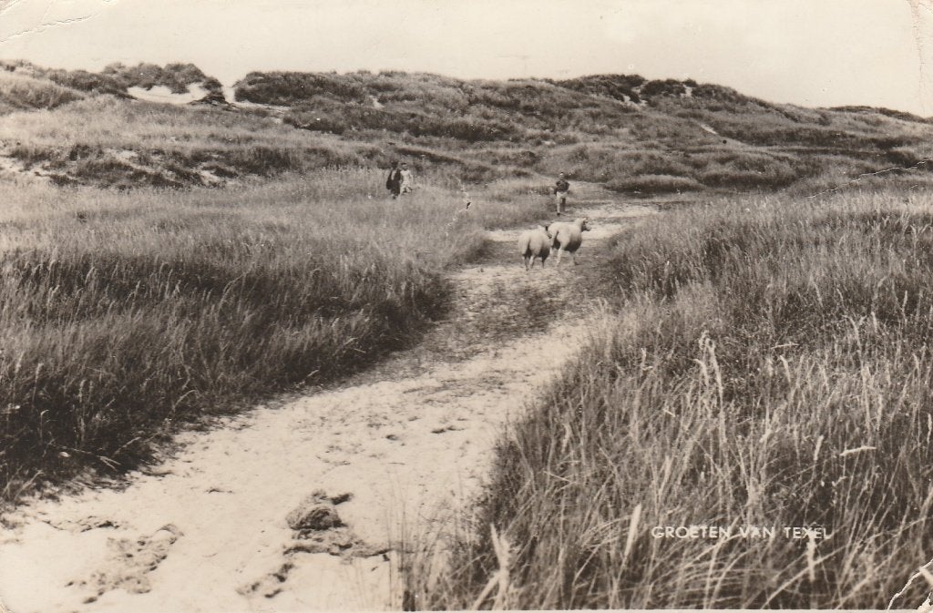Texel, Ophalen of Verzenden, 1940 tot 1960, Gelopen, Waddeneilanden