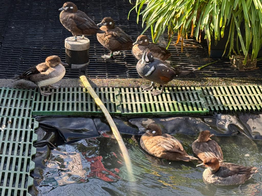 Harlekijn, Dieren en Toebehoren, Vrouwelijk, Eend
