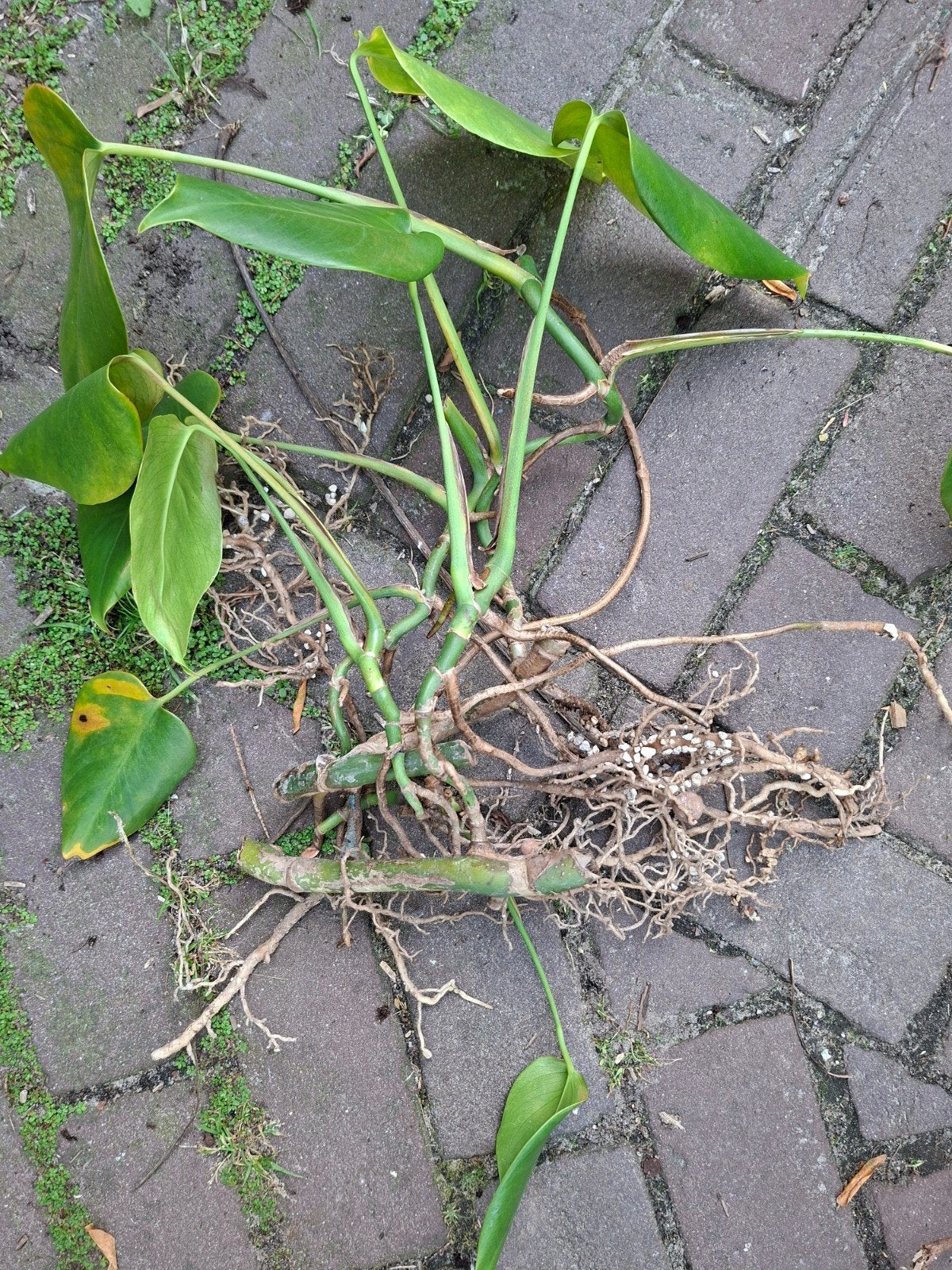 GRATIS bewortelde monstera delisiosa stekken, Ophalen, Halfschaduw, Minder dan 100 cm
