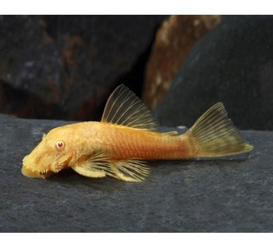 L 144 albino shortfin 4/ 5 cm groot, Vis
