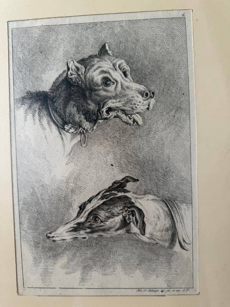 Prachtige anatomie van 2 honden koppen, Ophalen of Verzenden