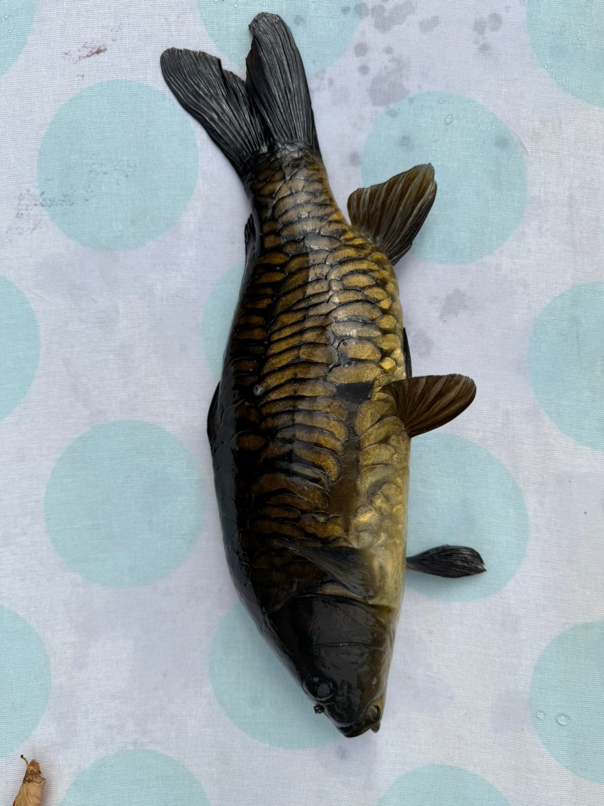 3 x Spiegelkarper, Karper of Koi