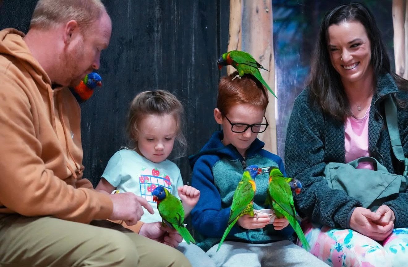 lories in diverse kleuren * familie garantie, Dieren en Toebehoren, Meerdere dieren, Papegaai
