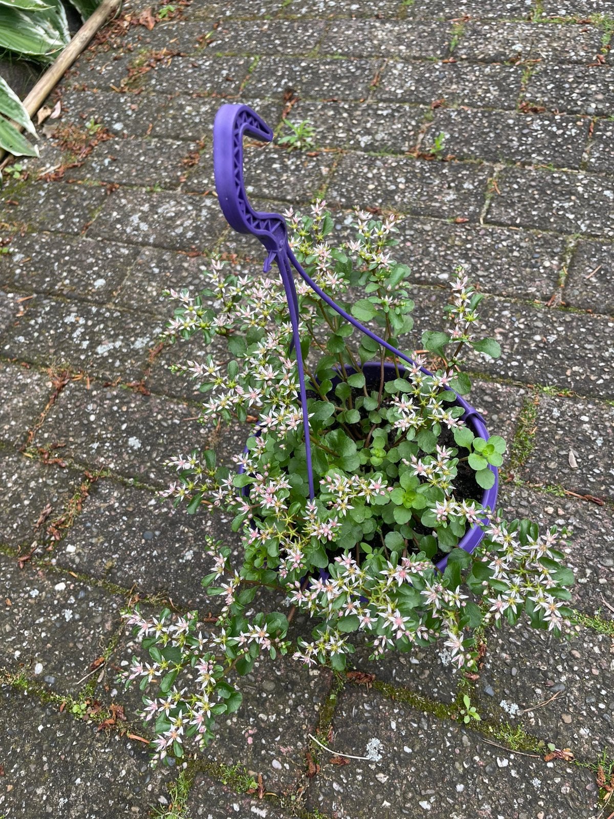 5 Paarse hangers met vet planten, Ophalen, Bodembedekkers, Vaste plant, Halfschaduw