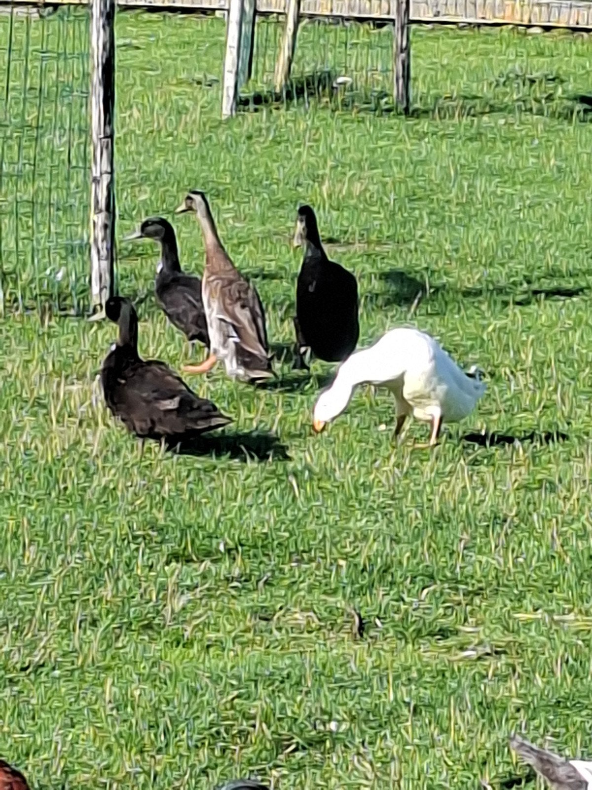 5 eenden, Dieren en Toebehoren, Meerdere dieren, Eend