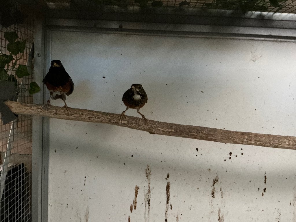 Zwartborstlijster koppel van 2024, Meerdere dieren, Wildzangvogel, Geringd