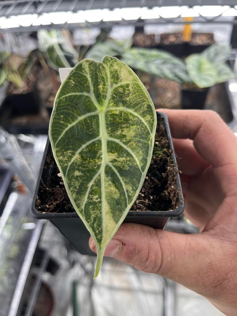 Alocasia Watsoniana albo pink variegata, Huis en Inrichting, Kamerplanten, Overige soorten, In pot, Minder dan 100 cm, Bloeiende kamerplant