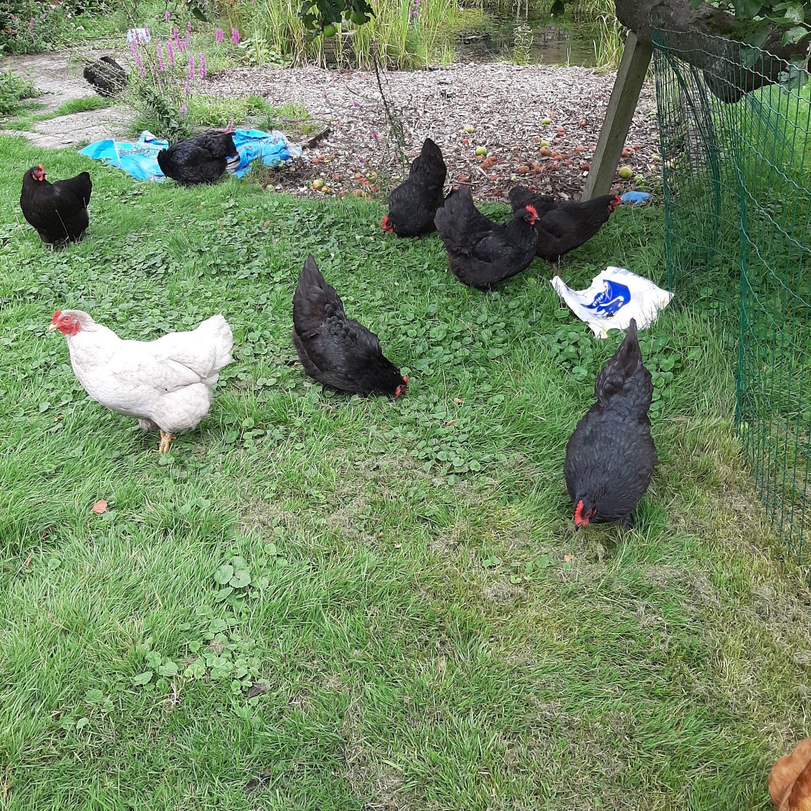 Overjarige kippen0, Dieren en Toebehoren, Vrouwelijk, Kip