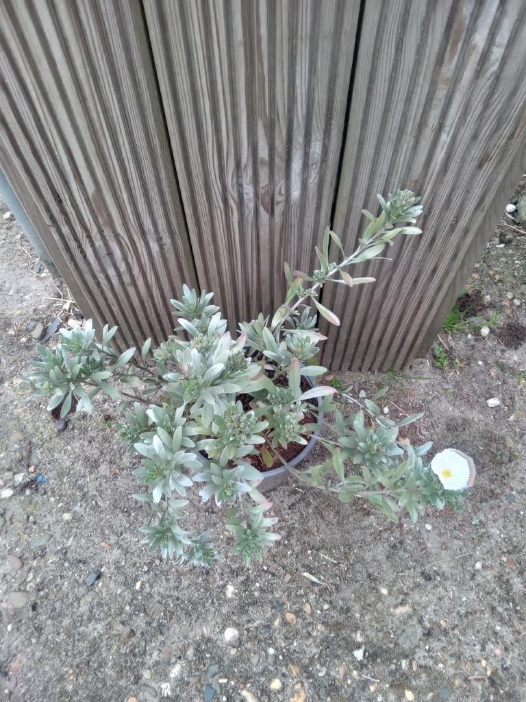 Plant in pot met witte bloem, Tuin en Terras, Planten | Tuinplanten, Overige soorten, Volle zon, Ophalen of Verzenden