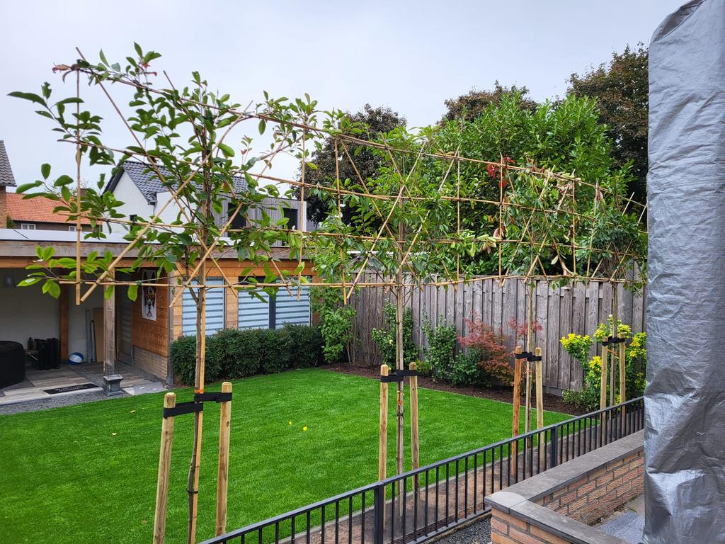 Leivorm en dakvorm bomen Plaatsen mogelijk, Tuin en Terras, Planten | Bomen, 100 tot 250 cm, Zomer, Ophalen, Volle zon