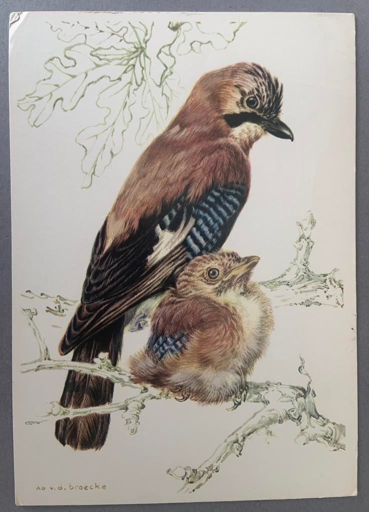 Vlaamse Gaai getekend door Ko van den Broecke, Verzamelen, Ophalen of Verzenden, Gelopen, Natuur