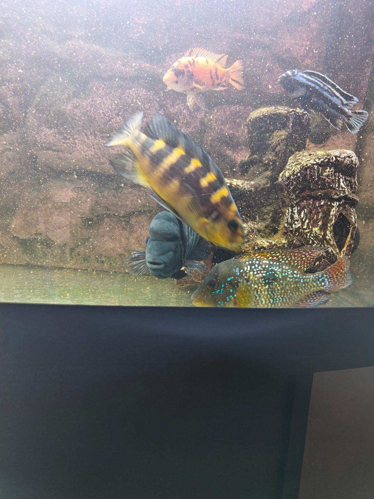 Malawi Cichliden, Vis, Zoetwatervis