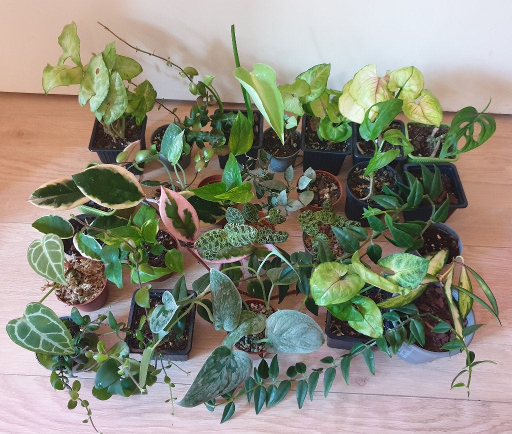 Baby kamerplantjes, monstera, anthurium, orchidee, Ophalen, Overige soorten, Halfschaduw, In pot