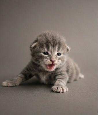 Prachtige Maine Coon kittens, Dieren en Toebehoren, Katten en Kittens | Raskatten | Langhaar, Meerdere dieren, Ontwormd