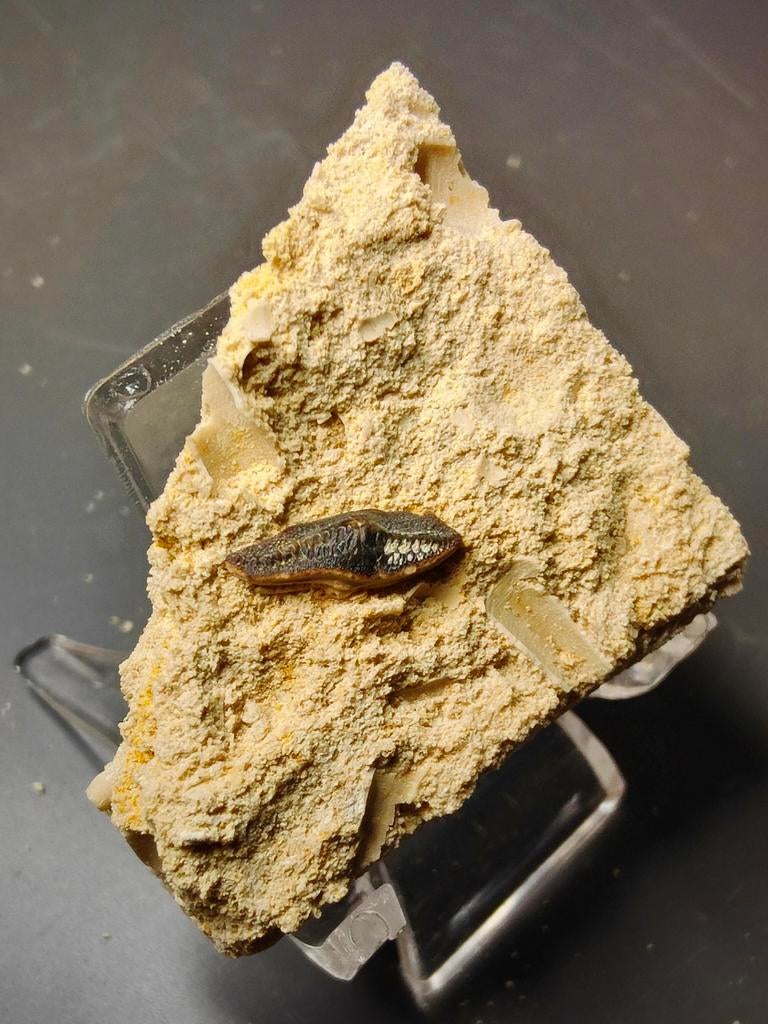 Haaientand fossiel uit de Sibbergroeve, Heterodontus rugosus, Ophalen of Verzenden, Fossiel