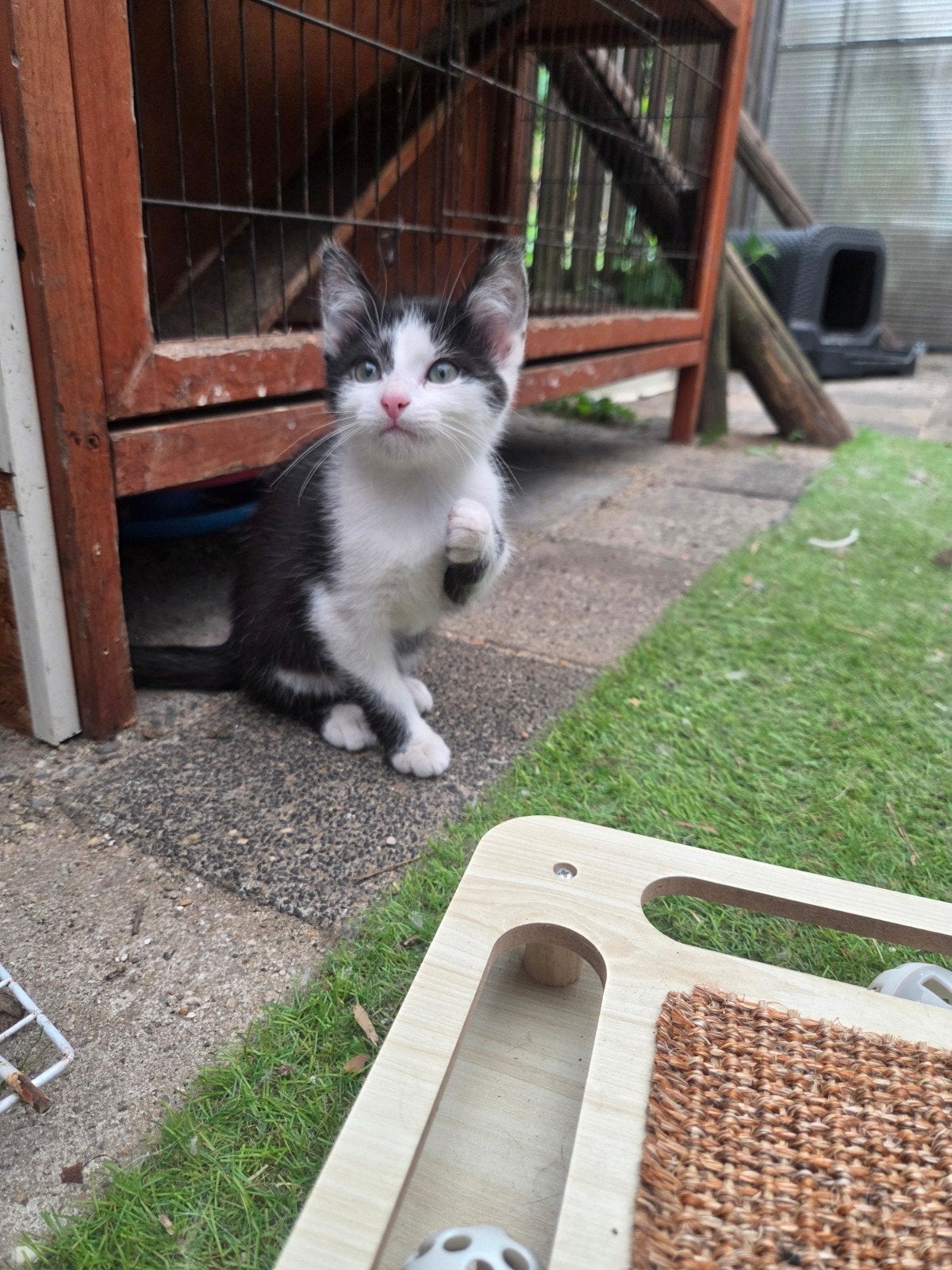 lieve kitten kater, Dieren en Toebehoren, Kater, 0 tot 2 jaar