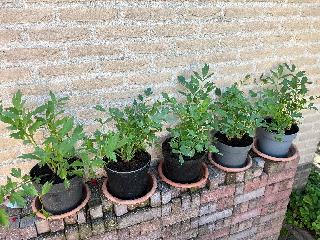 Vaste planten / Maggiplant / Lavas / Jostabes, Ophalen, Overige soorten, Volle zon
