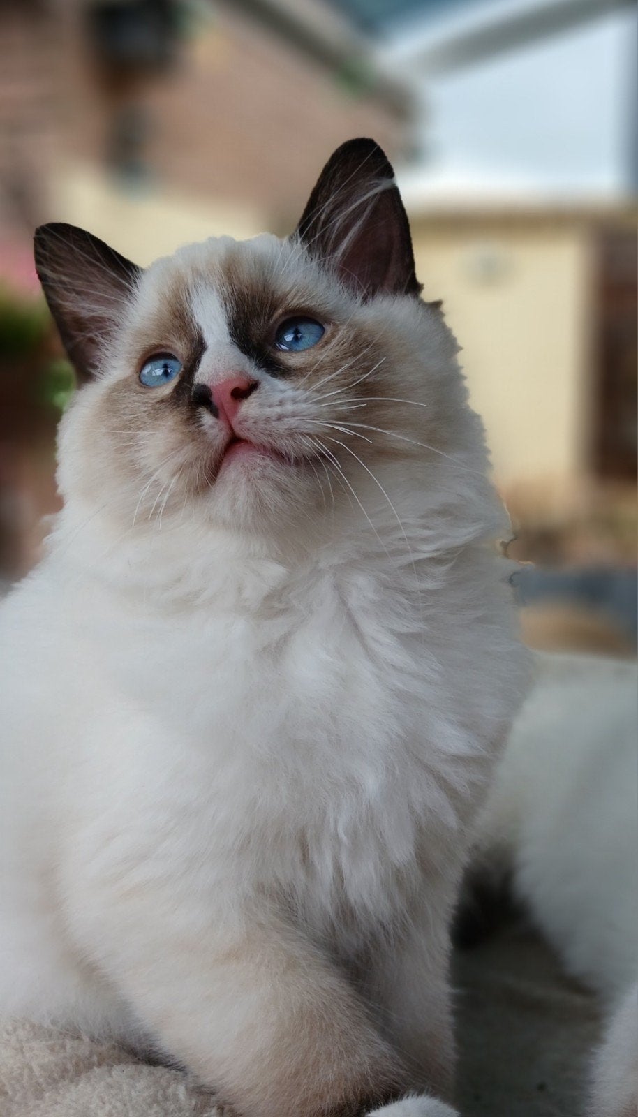 Schattige Ragdoll kittens, Dieren en Toebehoren, Meerdere dieren, Gechipt, 0 tot 2 jaar
