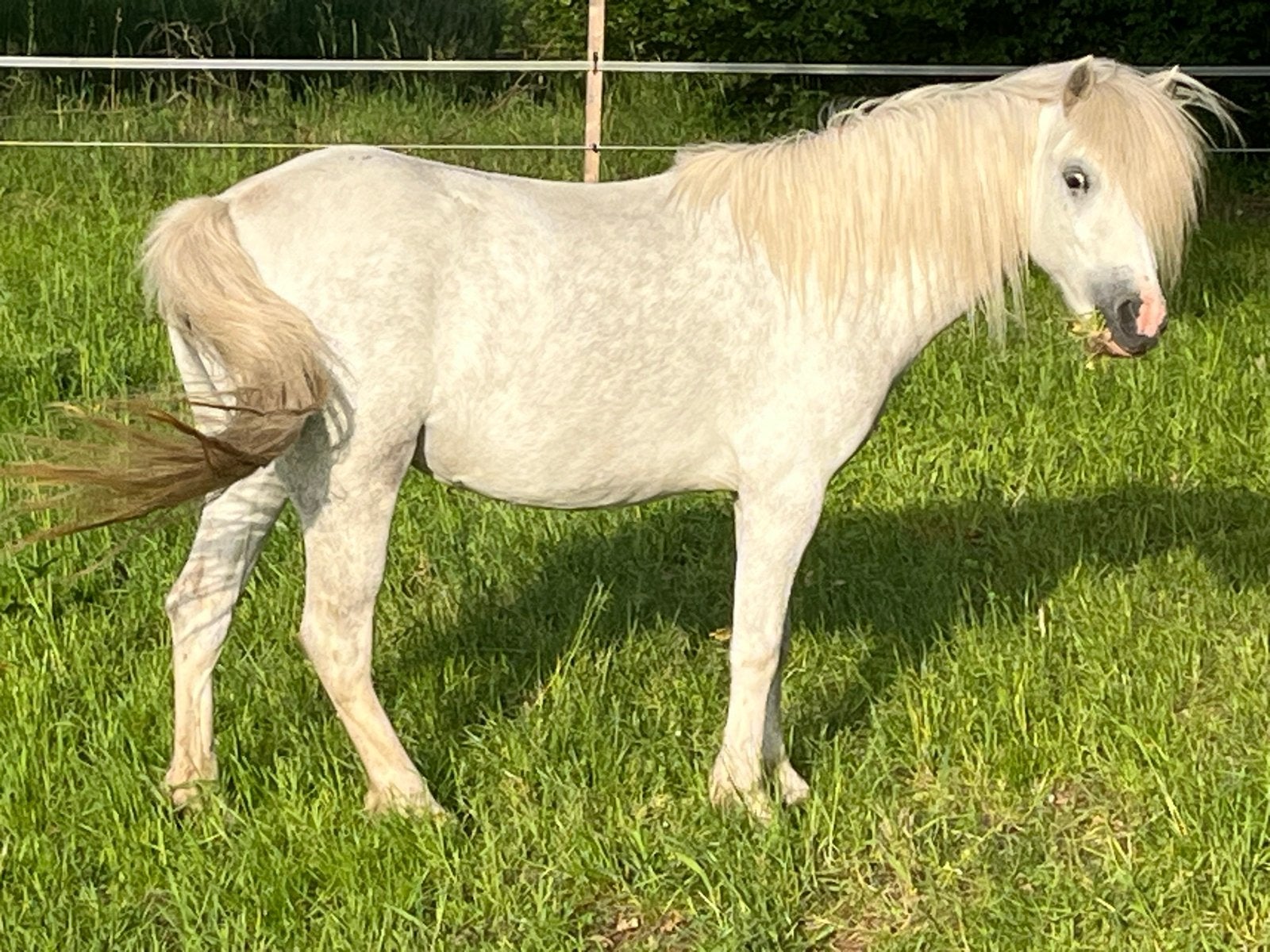 Te koop, Dieren en Toebehoren, Pony's, Merrie, A pony (tot 1.17m)