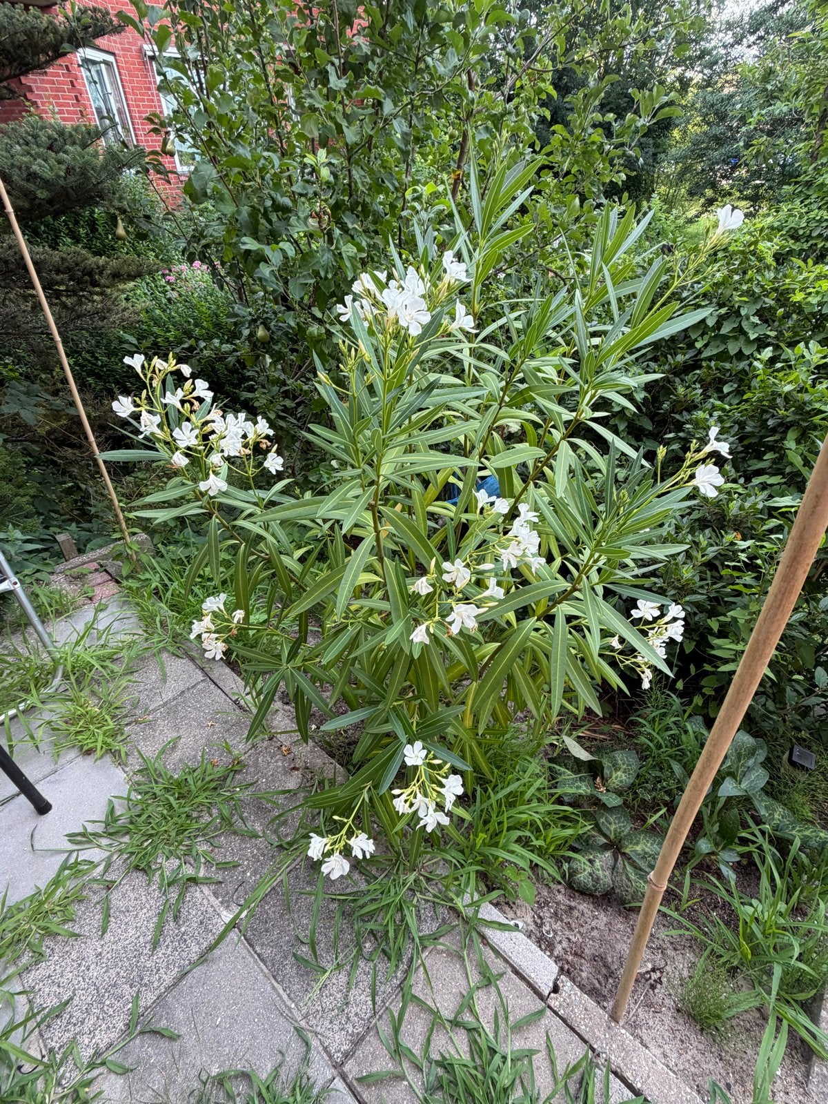 Twee Oleanders (rood en wit) - 140 cm hoog, Tuin en Terras, Volle zon, Vaste plant, Zomer, Ophalen