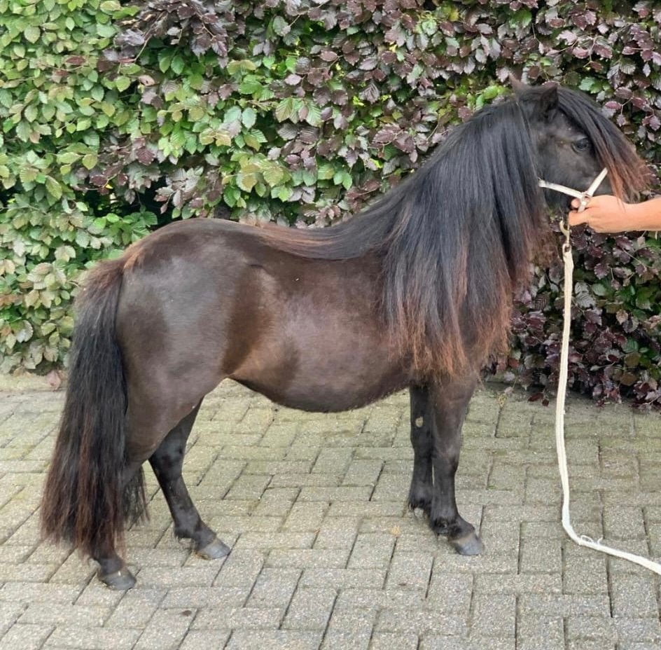 Mooie NSPS shetlanders, Dieren en Toebehoren, Merrie