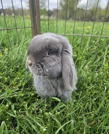 Lupine zoekt een nieuw huisje!, Mannelijk, Klein, 0 tot 2 jaar