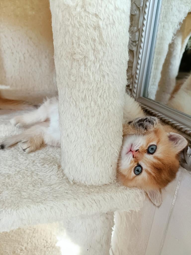 Laatste Unieke Britse Korthaar Black Golden Shaded Kitten, Meerdere dieren, Met stamboom