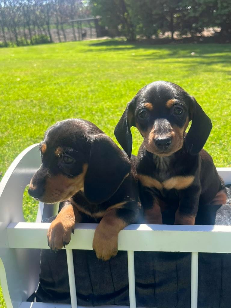 Teckel pups korthaar en langhaar, Dieren en Toebehoren, Honden | Teckels en Dashonden, Parvo, 8 tot 15 weken, Korthaar, Dwerg