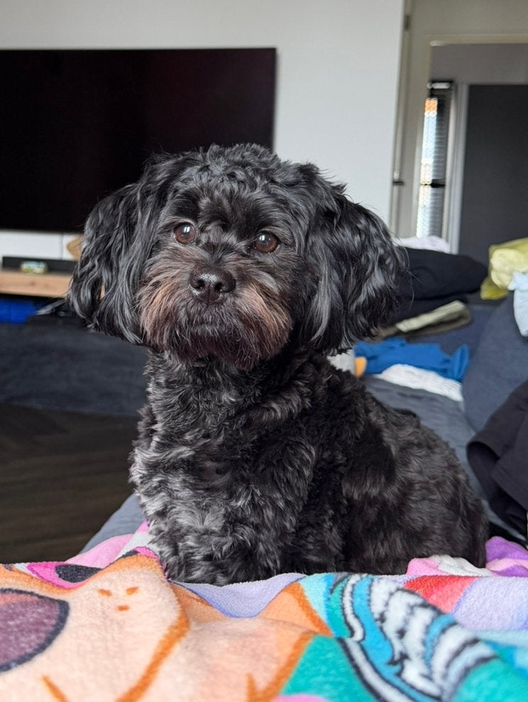 Boomer dekreu Shih Tzu  Maltezer – Teddy, Reu, Eén hond, Nederland, Particulier