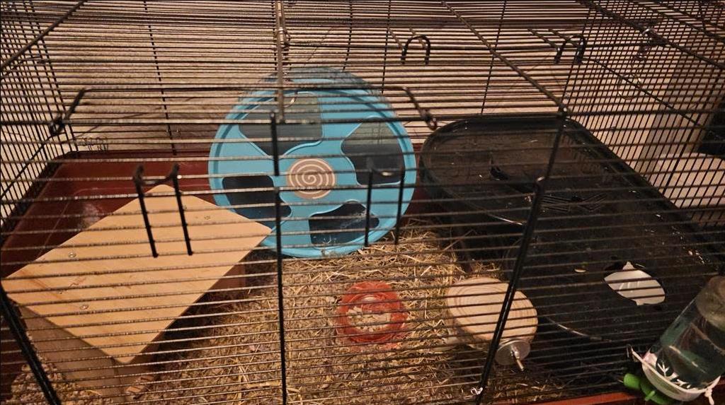 Hamster hok inclusief radje en nieuw hooi, Ophalen, Gebruikt, 60 tot 90 cm, 75 tot 110 cm