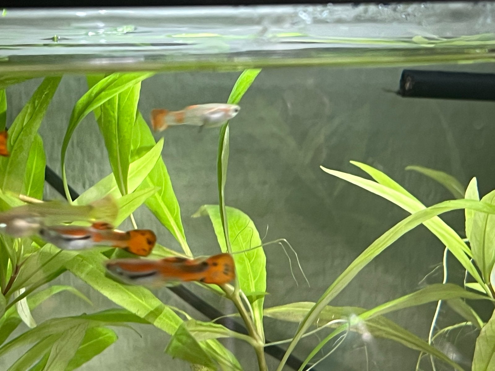 Prachtige Nederlandse vlag Endler guppen, Dieren en Toebehoren, Vissen | Aquariumvissen, Vis