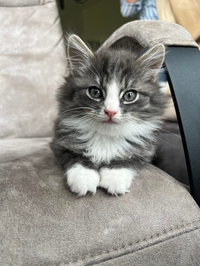 Noorse boskat kruising kittens, Dieren en Toebehoren, Meerdere dieren, Ontwormd, 0 tot 2 jaar