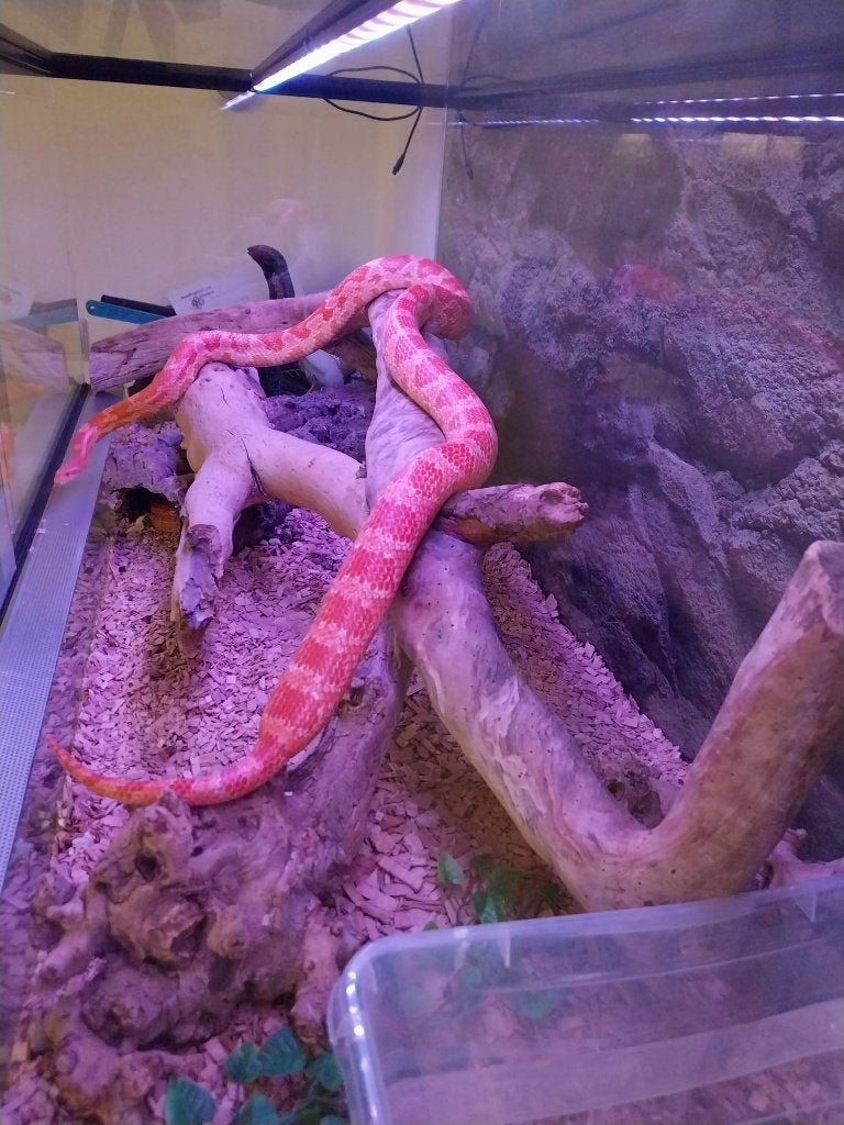 Koppel Rattenslangen, Slang, Met terrarium, 3 tot 6 jaar