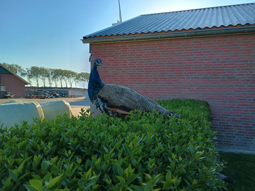 Gezonde, jonge pauwen, Dieren en Toebehoren, Pluimvee, Meerdere dieren, Overige soorten