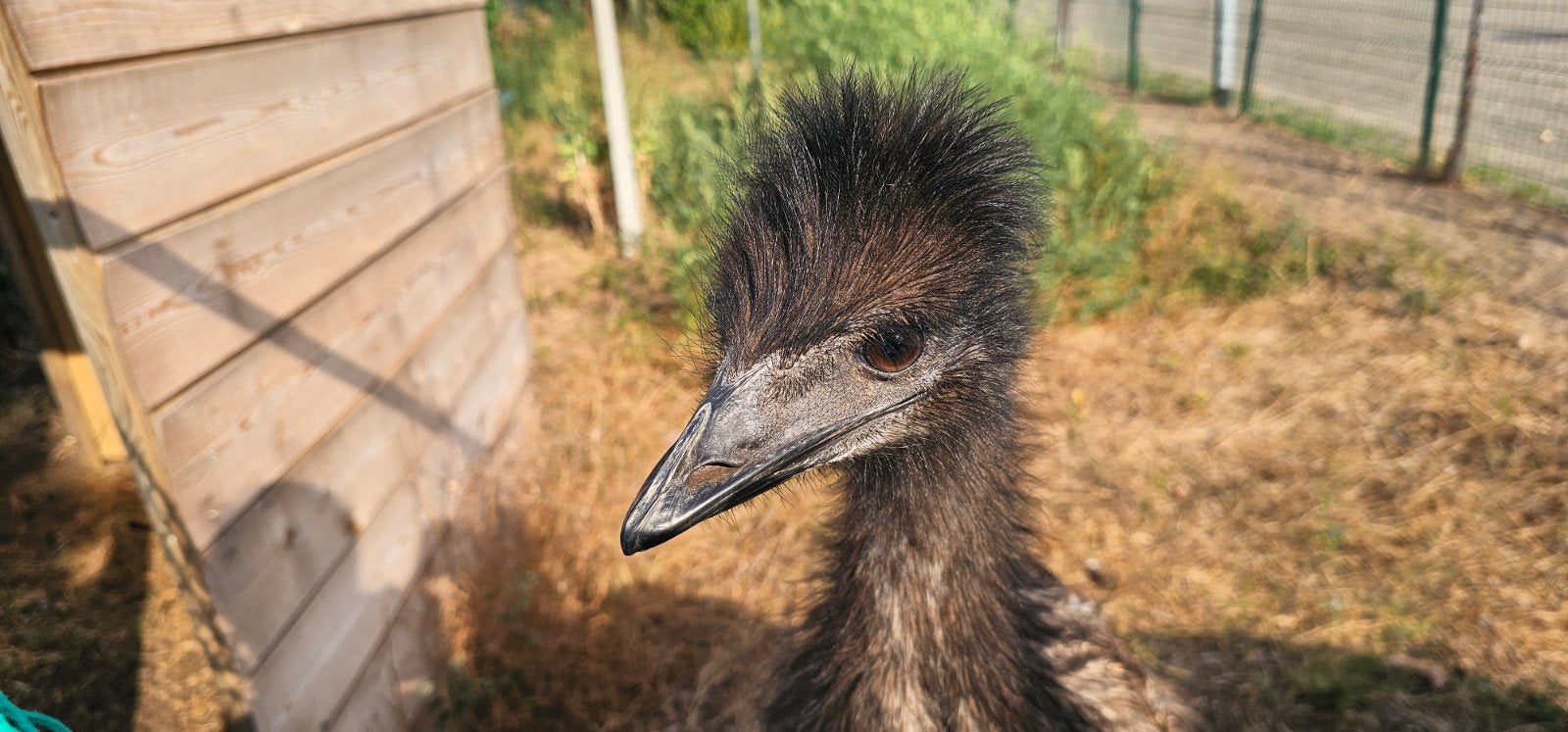 2 Super lieve Emoe's van 7 maanden !! Super Tam !!, Meerdere dieren, Overige soorten