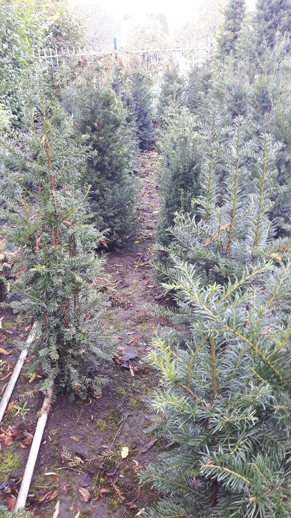 Taxus baccata, Ophalen, Taxus, Minder dan 100 cm