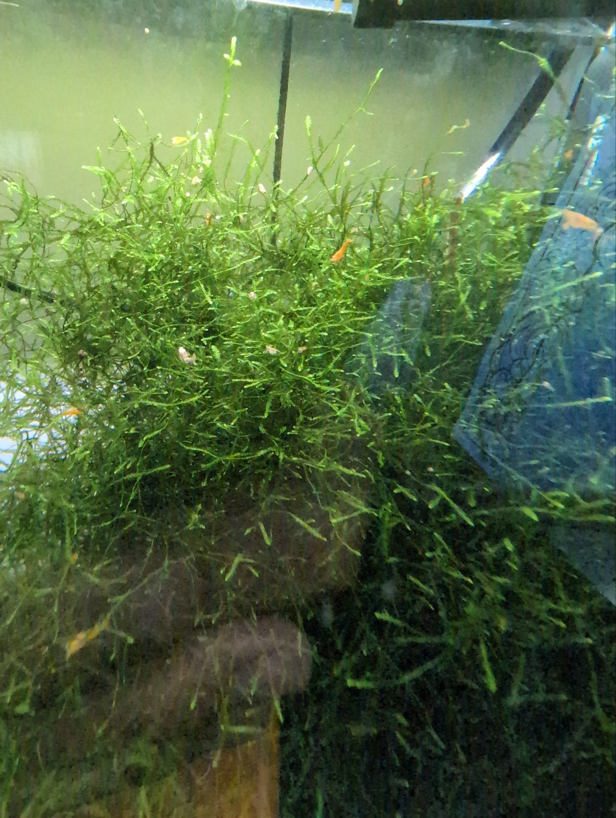 Javamos aquarium mos, Ophalen of Verzenden, Plant(en), Steen of Hout