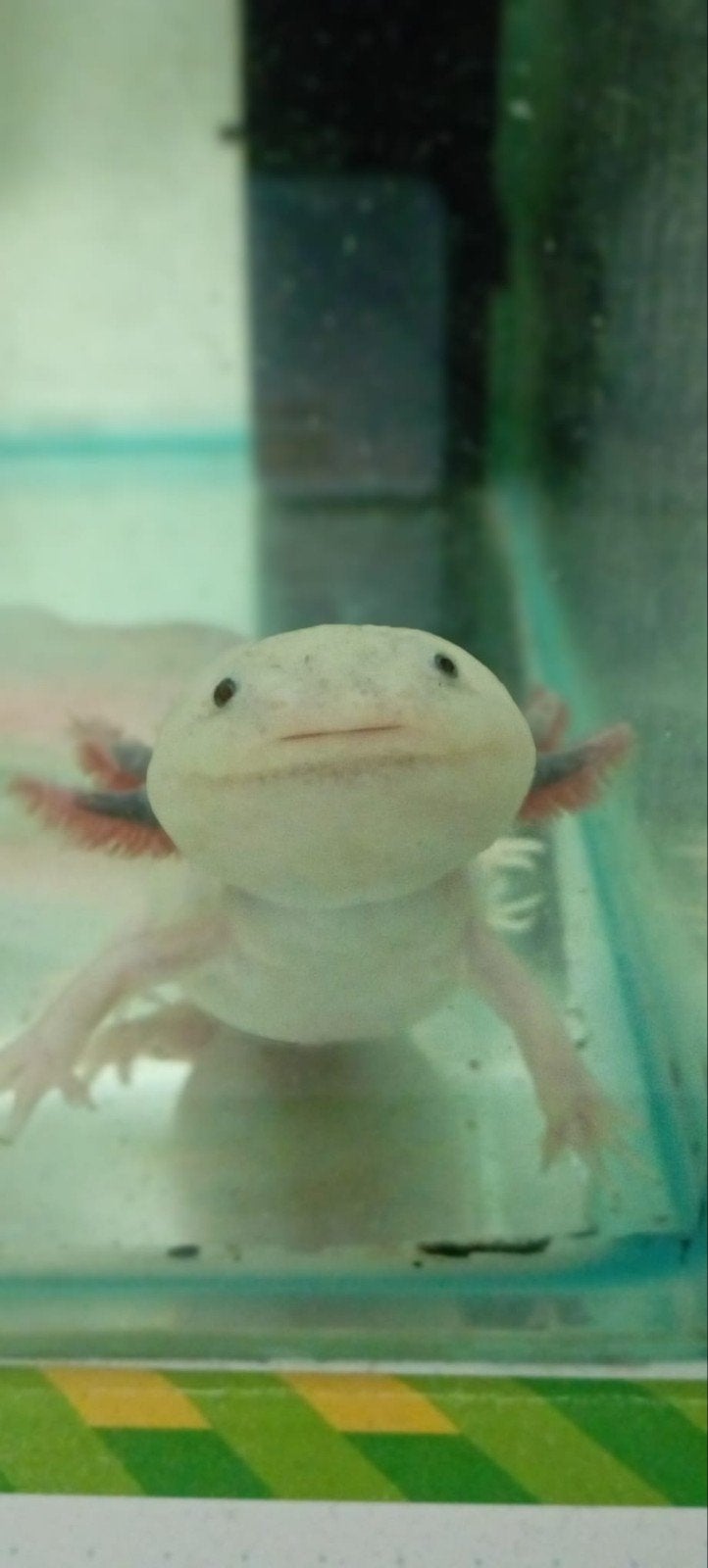 2 axolotl met aquarium, Overige typen