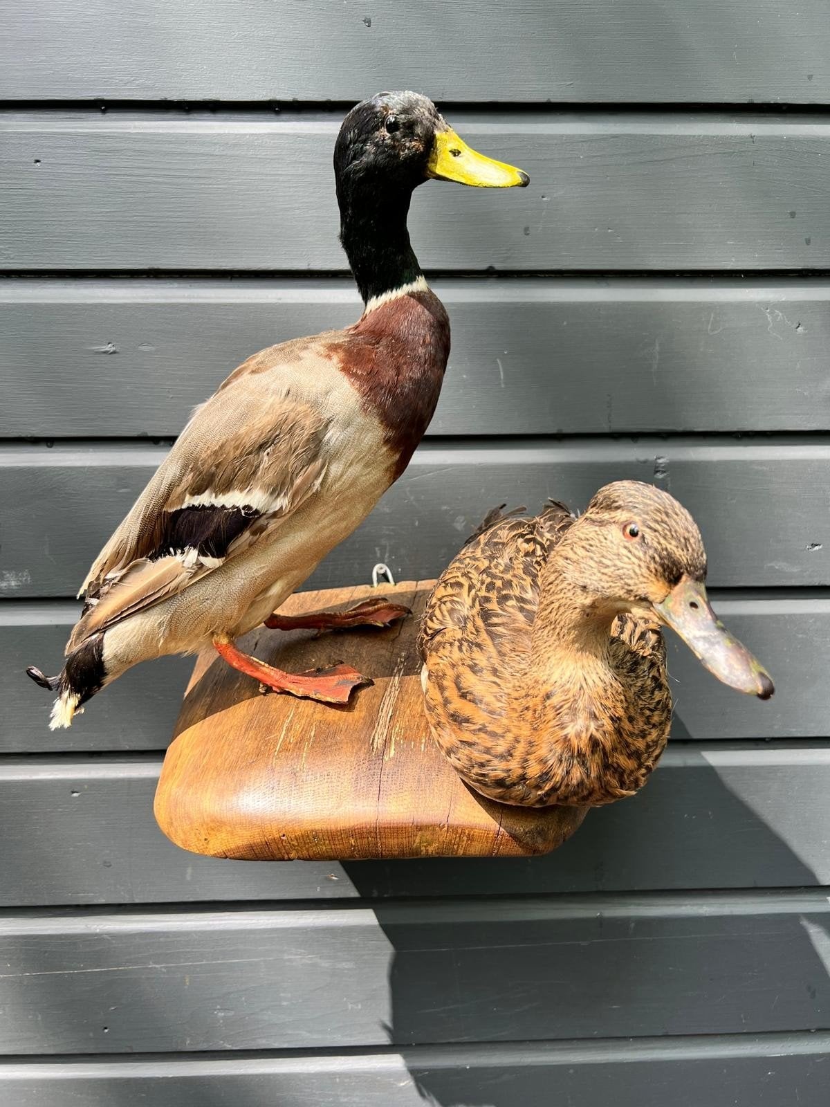 Prachtige setje Eenden, Ophalen of Verzenden, Zo goed als nieuw, Vogel, Opgezet dier