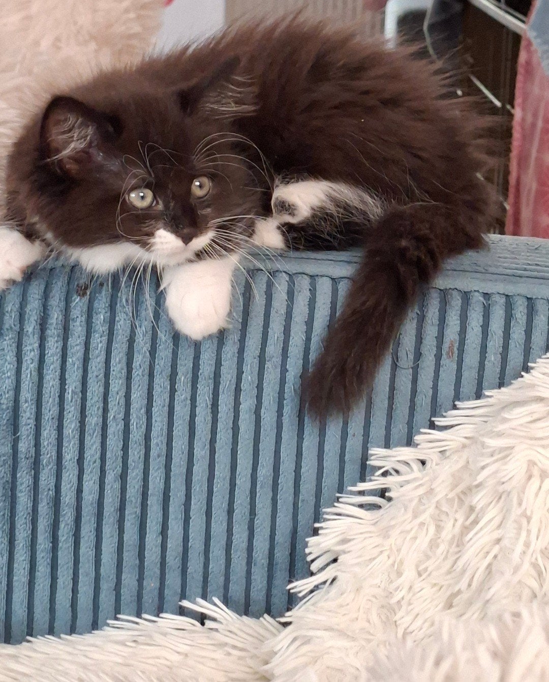 Maine Coon laatste kitten mag verhuizen, Kater, Ontwormd