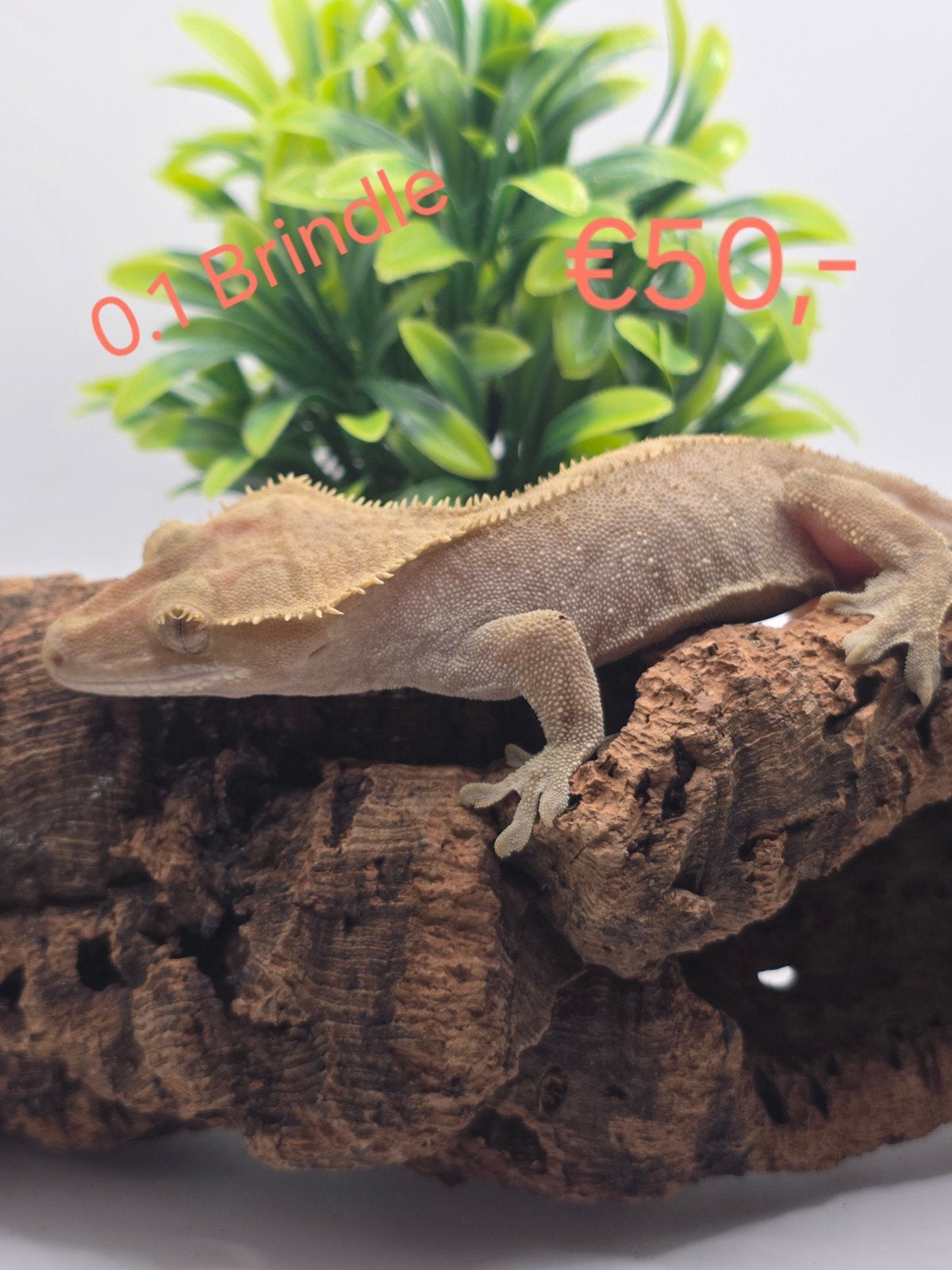 wimpergekko- crested gecko- Correlophus ciliatus Crested Gecko photo 5
