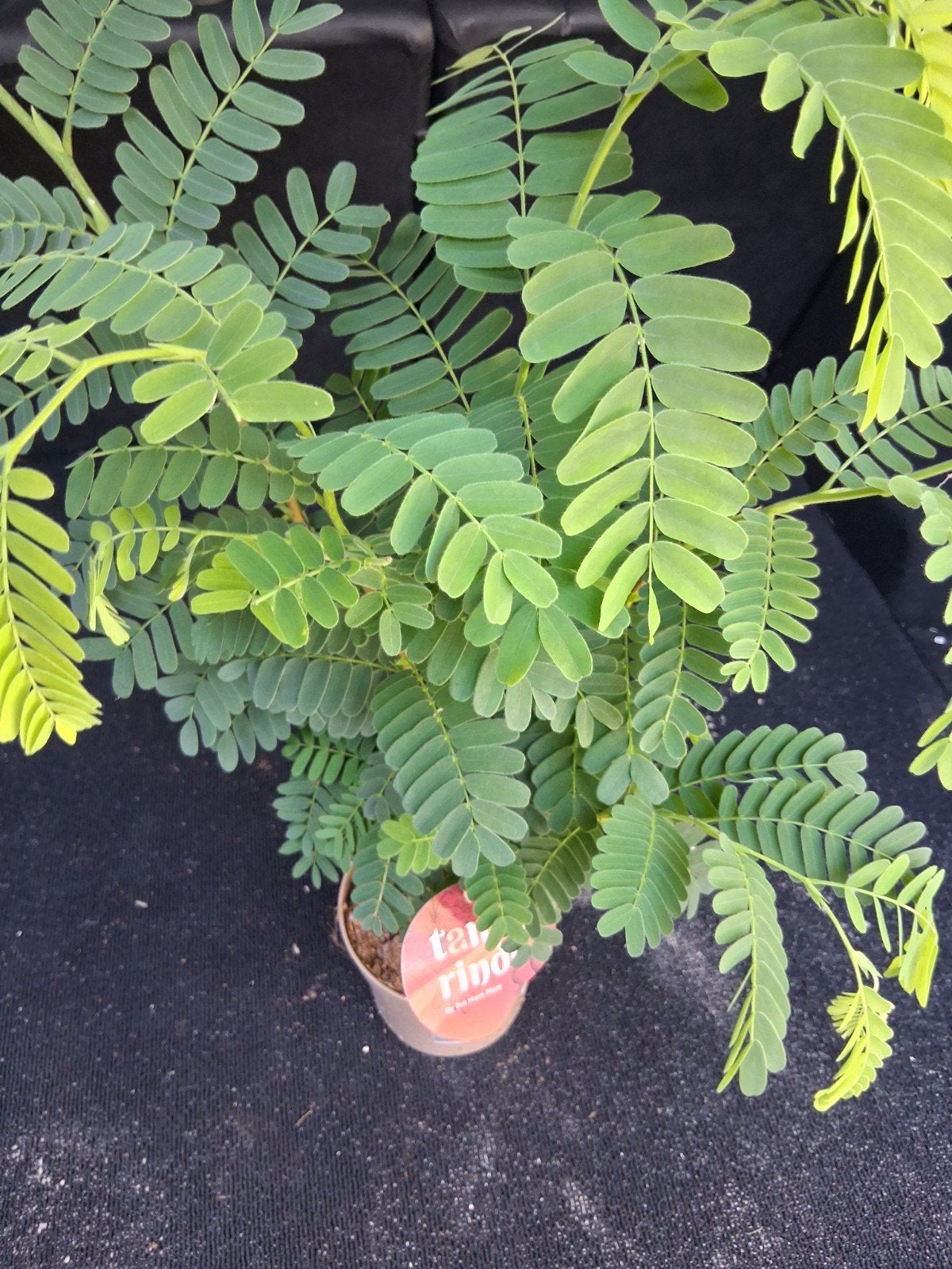 Tamarindus indica, Ophalen, Overige soorten, Volle zon