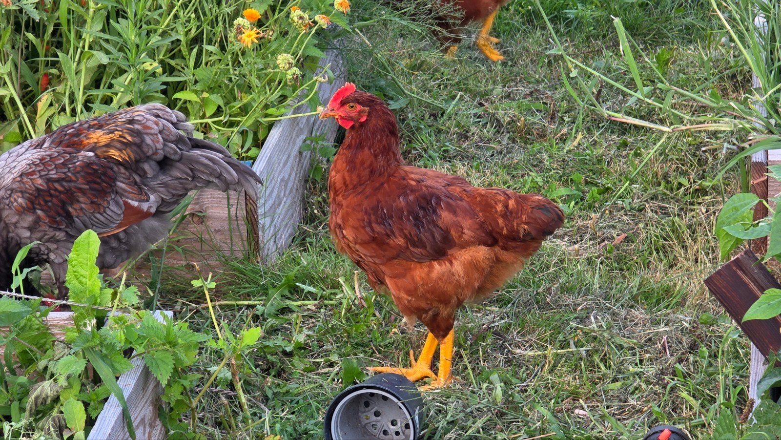 Rhode Island haan, Dieren en Toebehoren, Pluimvee, Mannelijk, Kip