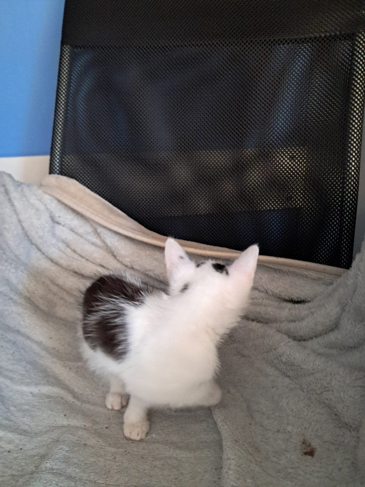 Te koop 6 kittens