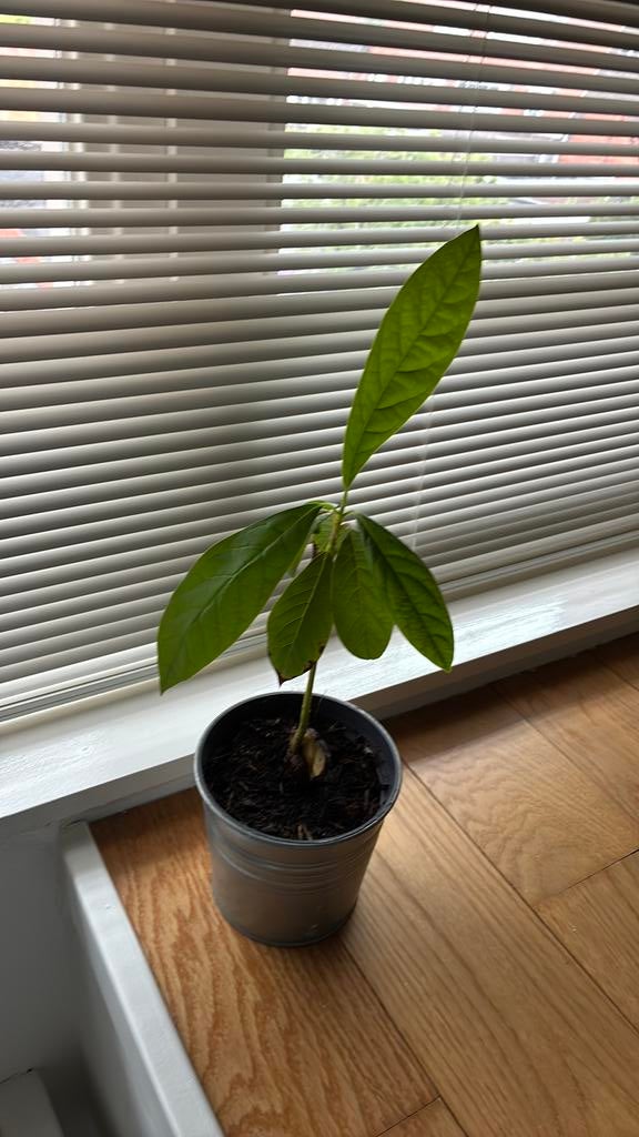 Avocadoplant in zinken pot, Ophalen, Halfschaduw, Minder dan 100 cm