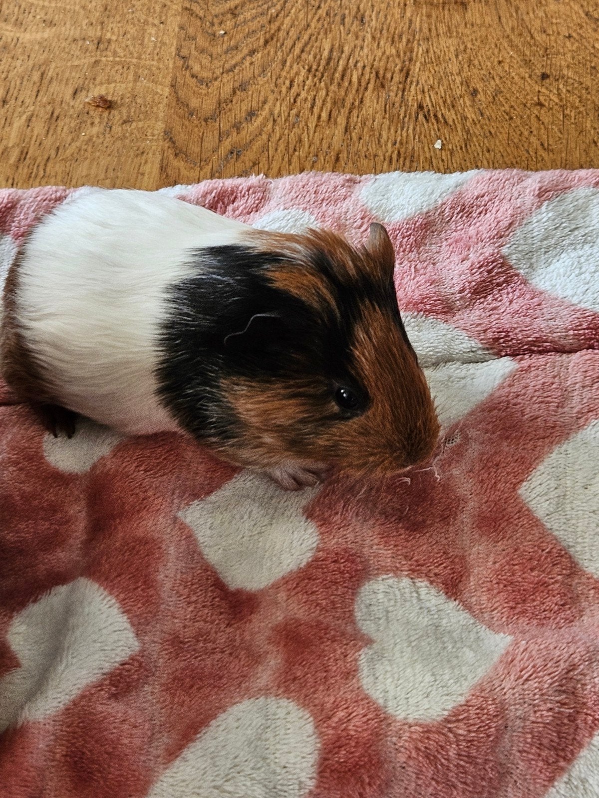 Jonge zeugje cavia, Dieren en Toebehoren, Mei, Vrouwelijk, Cavia